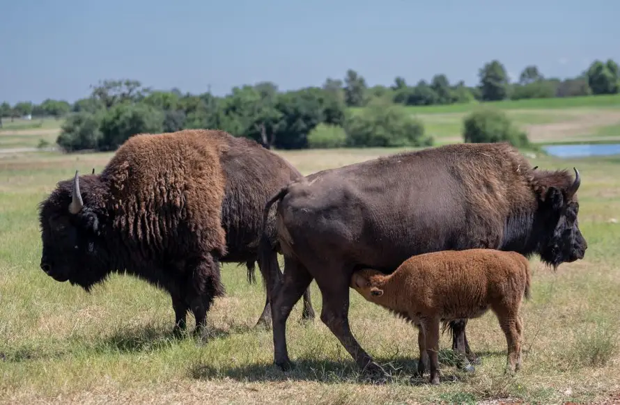 Turista estadounidense embestido por un bisonte: "se mueven más rápido de lo imaginado"