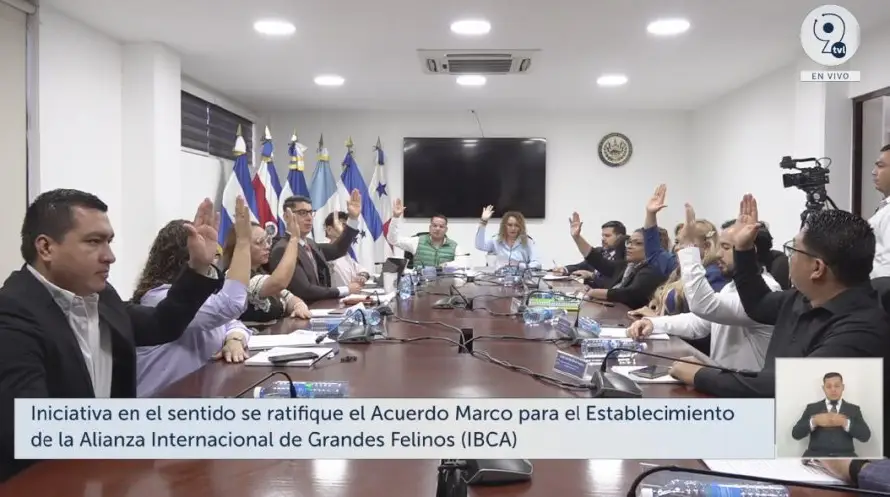 El Salvador ratificará acuerdo para proteger felinos: accederían a fondos para más “cámaras trampa”