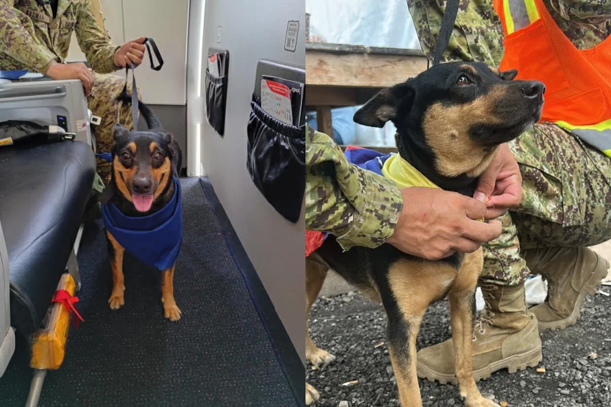 Esta es Fénix, la can venezolana adoptada por la Fuerza Armada Salvadoreña 