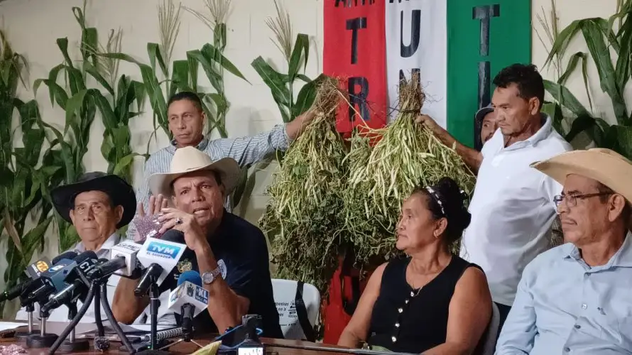 Productores reportan 12 millones de quintales de maíz y 900,000 quintales de frijol cultivados en primera cosecha 2026