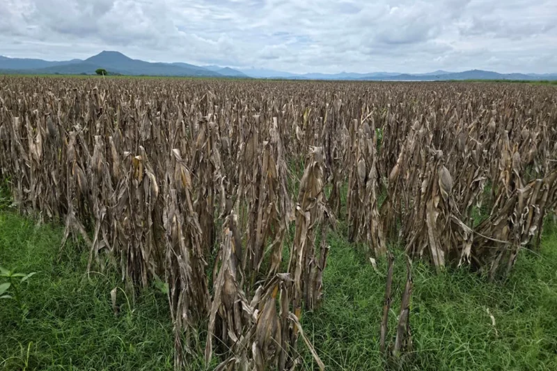 MAG reporta 40,000 manzanas de granos básicos en preparación para la segunda siembra