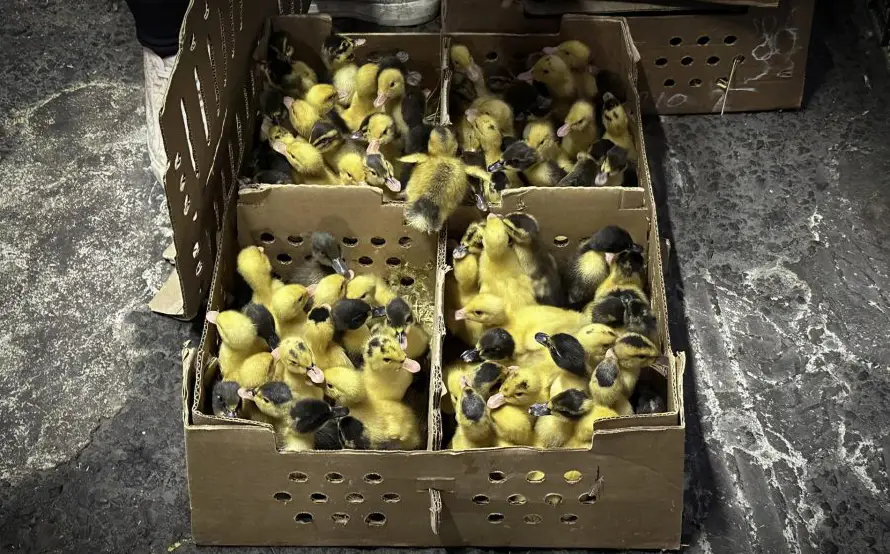 El pato Merlín, la moda del Mundial que preocupa a los animalistas en México
