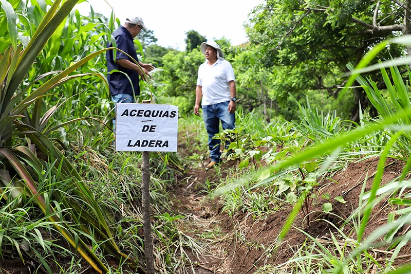Productores de Tacuba refuerzan conservación de humedad en los suelos por déficit de lluvias