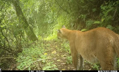 Gobierno pide ratificar acuerdo internacional para la protección de siete grandes felinos