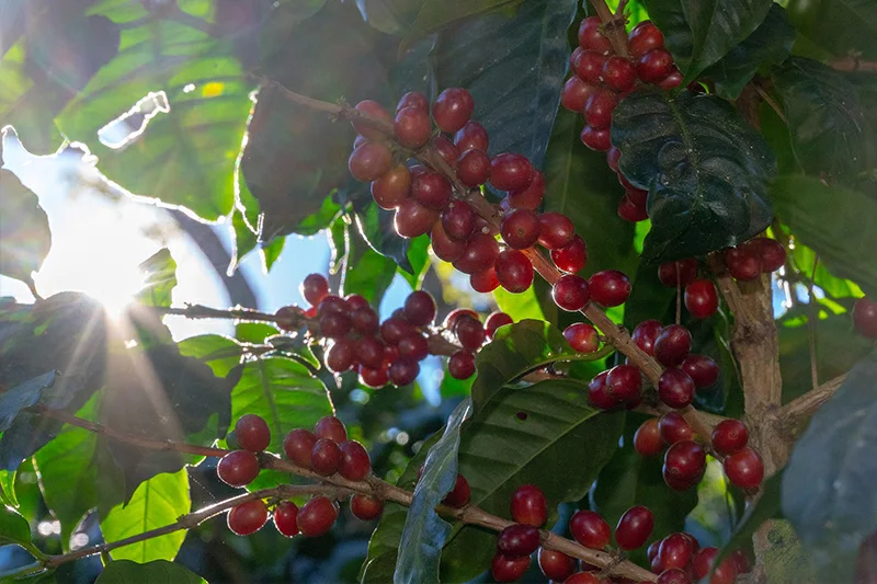 Precio internacional del café vuelve a caer en junio por incertidumbre climática