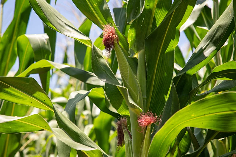 MAG prevé producción suficiente de alimentos para este y el próximo año