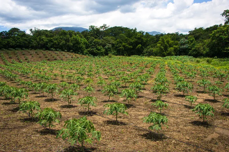 Tecnificación agrícola eleva hasta 50 % la producción de frutas y hortalizas en Santa Ana
