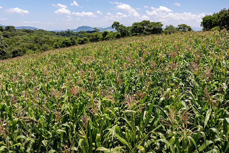 Centroamérica declara alerta preventiva por riesgos de El Niño para la agricultura