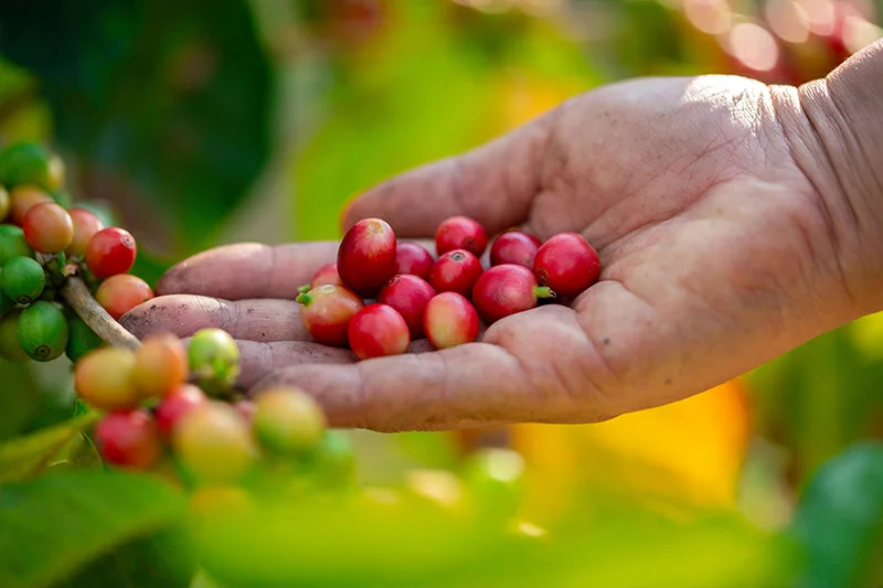 Exportaciones de café salvadoreño alcanzan su mayor ingreso en 13 años