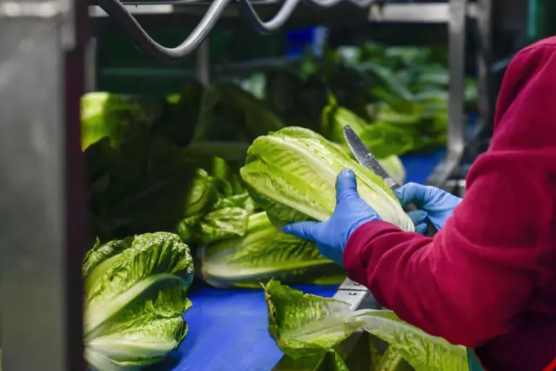 Taylor Farms retira de EEUU toda su lechuga iceberg producida en México por ciclosporiasis