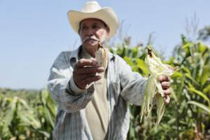 El lamento de los agricultores salvadoreños debido a las pérdidas por la sequía de El Niño