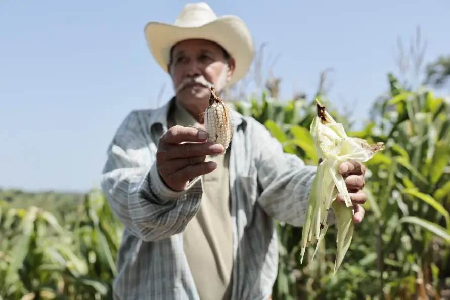 El lamento de los agricultores salvadoreños debido a las pérdidas por la sequía de El Niño