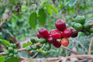 ISC distribuye insumos foliares para proteger cafetales ante altas temperaturas
