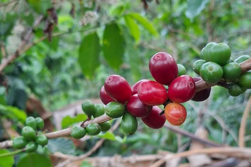 ISC distribuye insumos foliares para proteger cafetales ante altas temperaturas