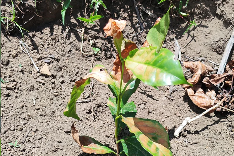 Caficultores prevén menor producción de café por efectos de la sequía