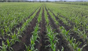 Agricultura proyecta cosecha de 12 millones de quintales y critica a gremiales que pronosticaron pérdidas