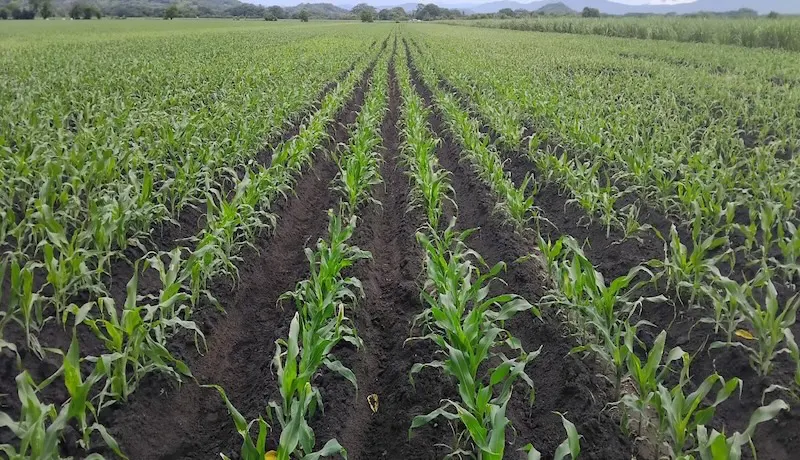 Agricultura proyecta cosecha de 12 millones de quintales y critica a gremiales que pronosticaron pérdidas