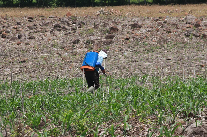 Mesa Agropecuaria estima pérdidas de 5,500 manzanas de maíz por la sequía