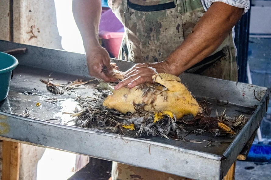 ¿Es seguro comer pollo y huevos durante la alerta de gripe aviar?