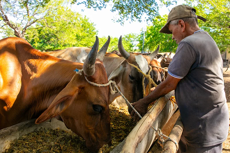 Escasez de pasto lleva a ganaderos de oriente a comprar concentrado al MAG