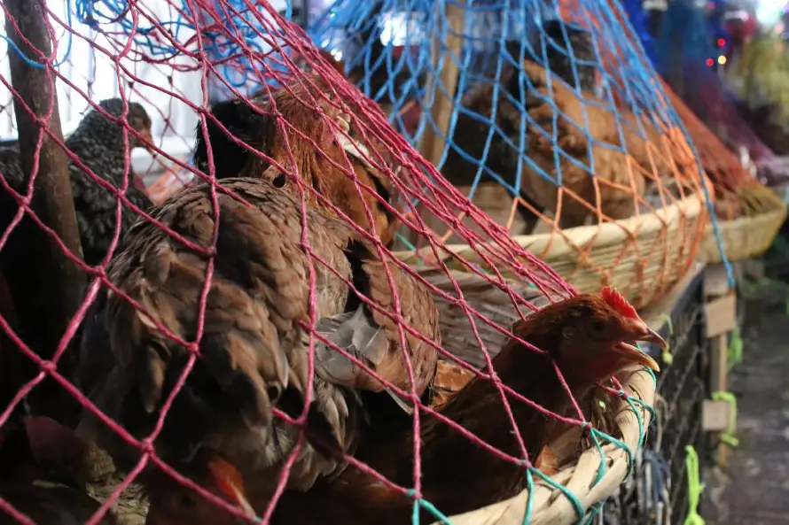 Agricultura declara alerta sanitaria por gripe aviar durante seis meses
