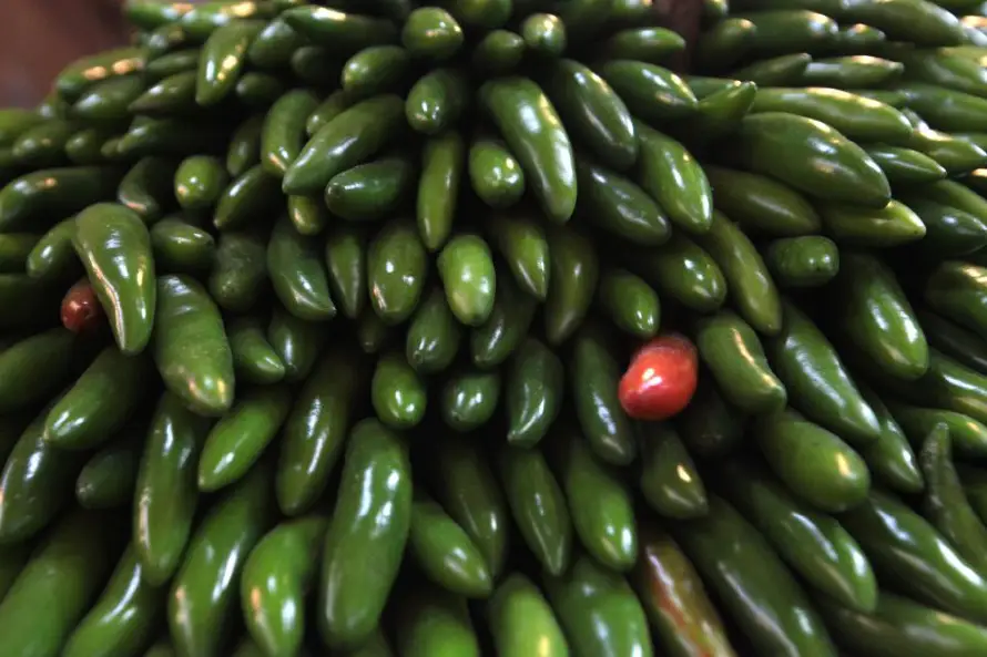 México investiga brote de salmonela ligado a jalapeños