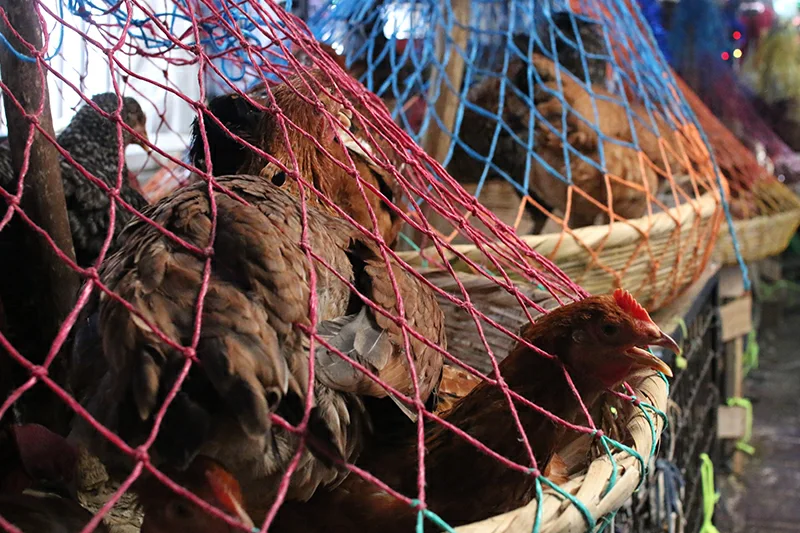 Influenza aviar: qué es, cómo se transmite y qué aves están en riesgo