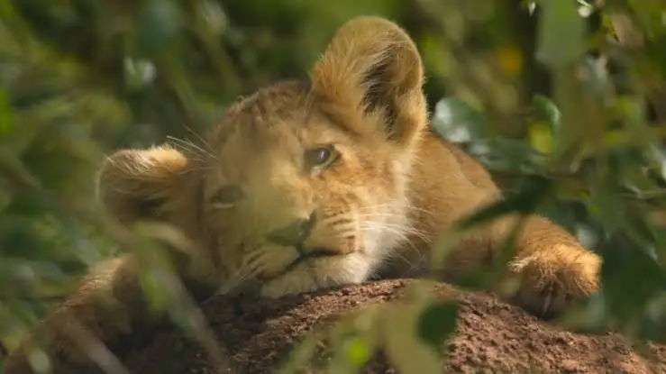 Director de "El Rey León" estrena ahora documental sobre un rey león real