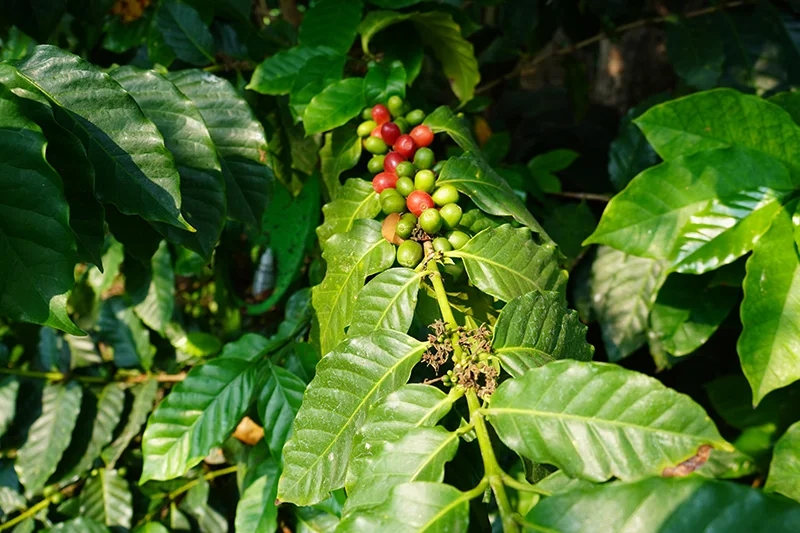 Falta de plantas certificadas frena renovación del parque cafetalero, afirma ISC