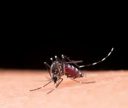 Salud confirma cuarta muerte por dengue en El Salvador y casos confirmados suben a 64