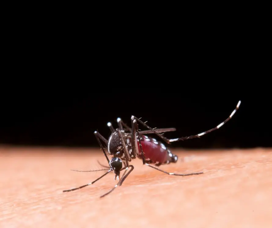 Descubren cómo el dengue debilita los vasos sanguíneos y abre la puerta a nuevos tratamientos