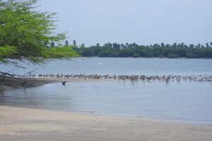La Bahía de Jiquilisco reconocida como sitio de conservación de aves playeras