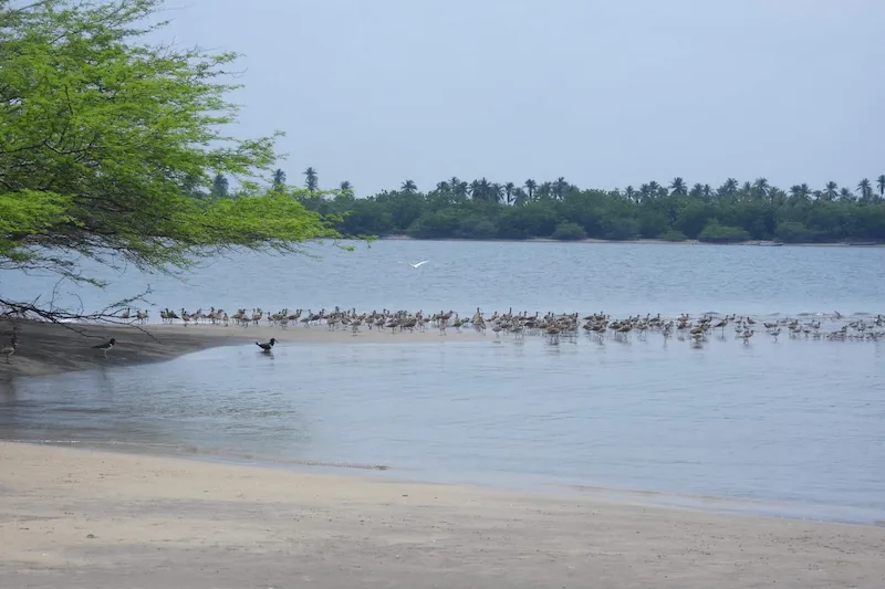 La Bahía de Jiquilisco reconocida como sitio de conservación de aves playeras