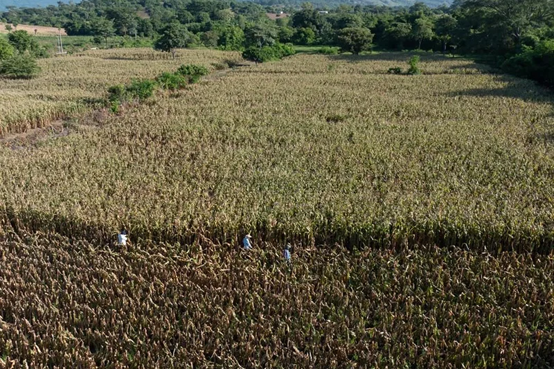 MAG ve potencial de Ahuachapán para convertirse en el granero de El Salvador