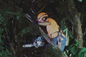 Árbol de gran magnitud cae sobre una vivienda en Mejicanos