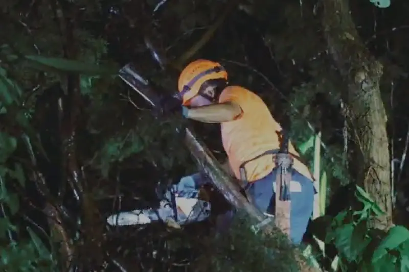 Árbol de gran magnitud cae sobre una vivienda en Mejicanos