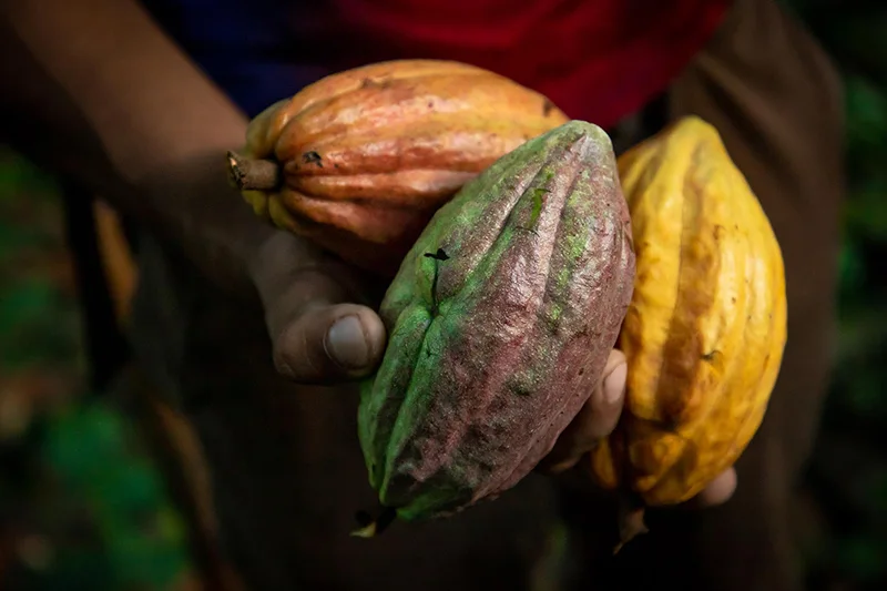 CENTA abre recepción de muestras para buscar el mejor cacao de El Salvador