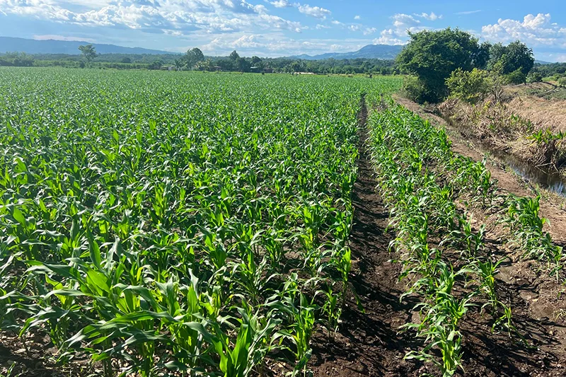 MAG prevé incorporar 20,000 manzanas de maíz bajo riego en postrera ante El Niño