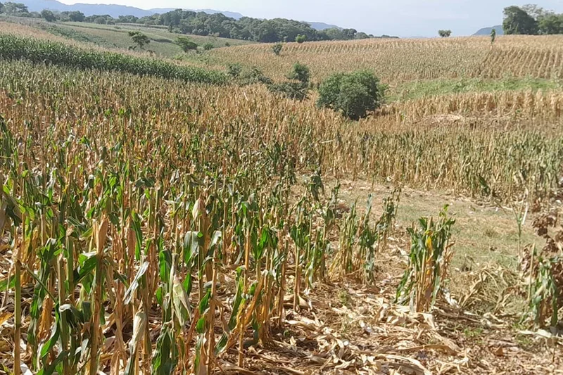 Mesa Agropecuaria: 10,000 manzanas de cañales pasarían a cultivos de maíz
