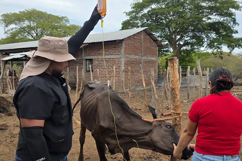 MAG reporta más de 125,000 cabezas de ganado atendidas por la sequía