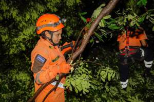 Plan Invernal de Protección Civil reporta 1,400 árboles caídos y una persona muerta