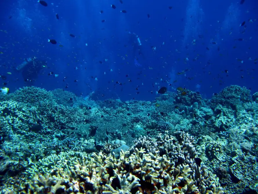 El 96 % de los arrecifes de coral afronta un riesgo crítico de colapso en 50 años