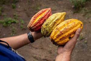 Productores de cacao de Morazán reciben capacitación para mejorar sus cultivos